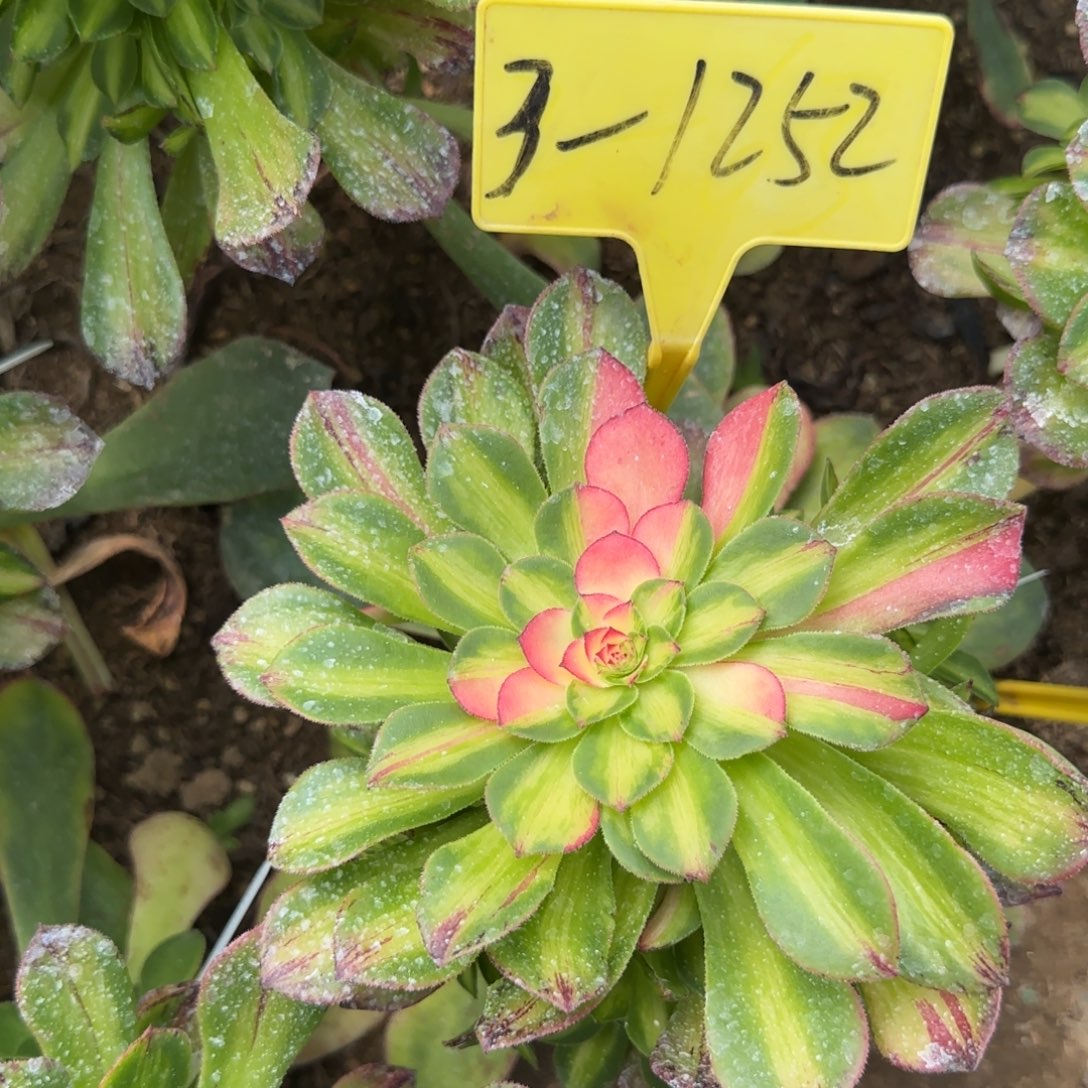 3-1252--多头多肉植物