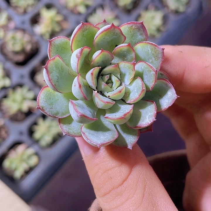 93精品梦幻玫瑰2颗一组