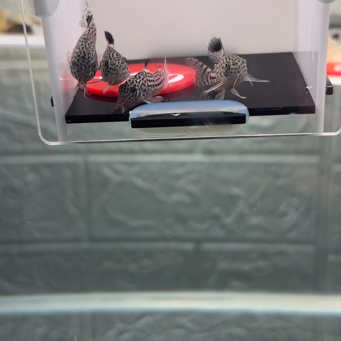 ****月清道夫鱼茉莉豹鼠鱼3厘米左右5条中通