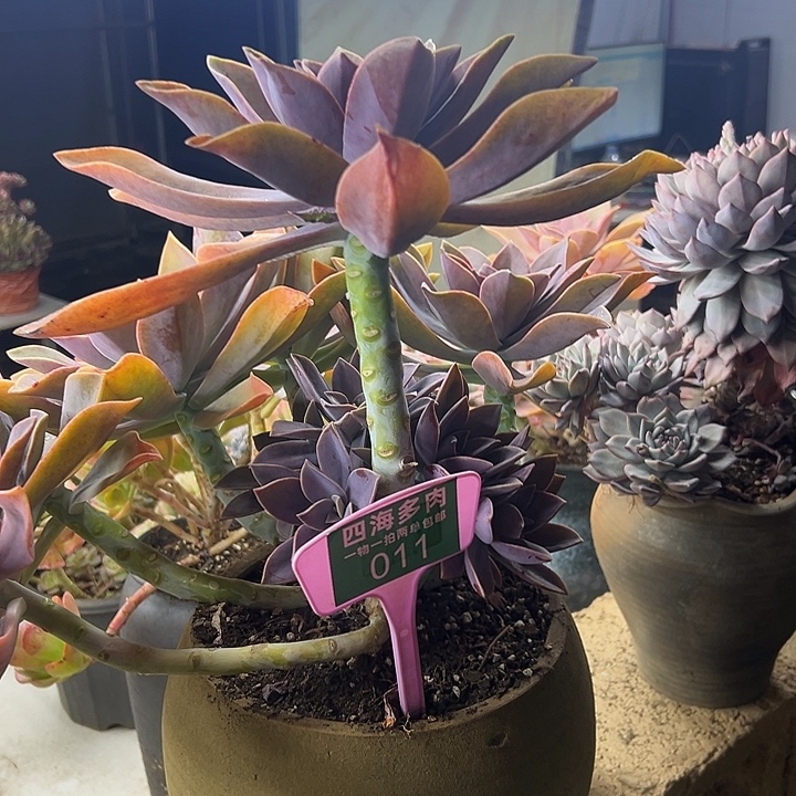 国***爱太飞糖多肉植物011