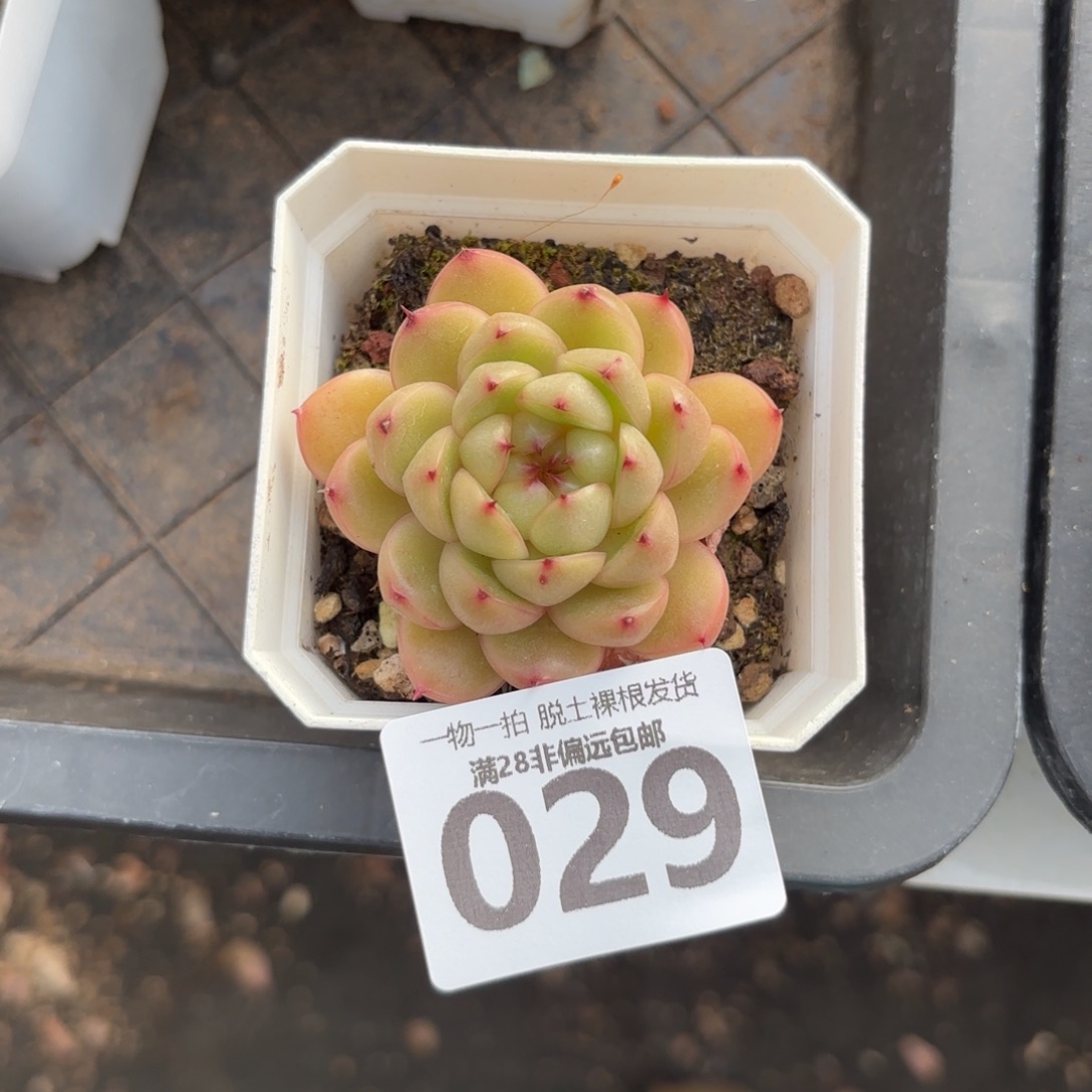 莱拉珍妮无盆土发货