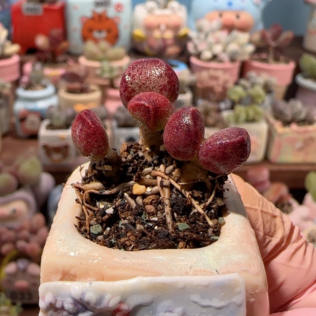 艾薇水泡 盆口2.5cm