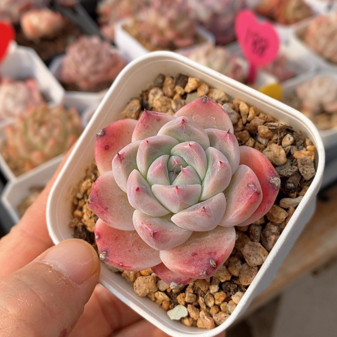 精品多肉一物一拍不包整21