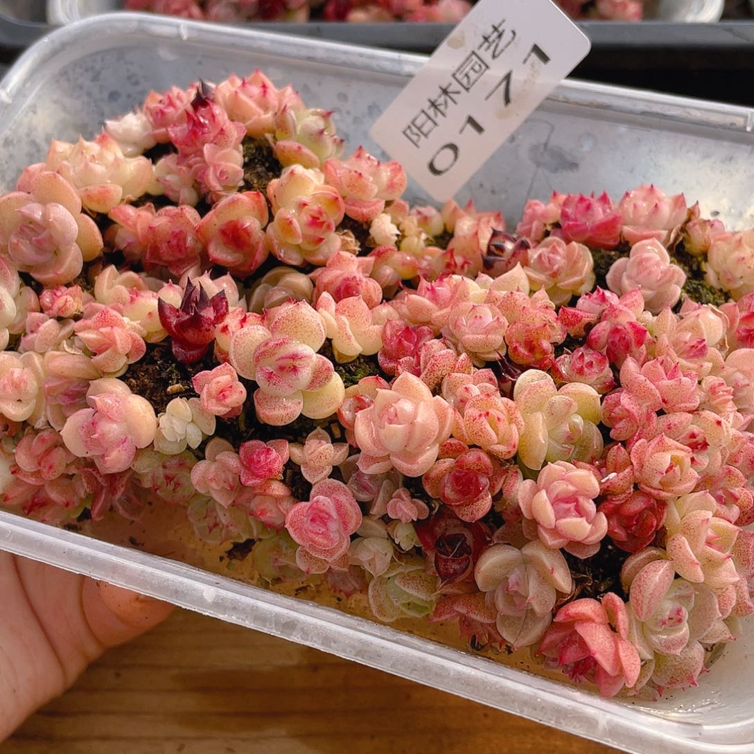 多肉植物多肉植物171