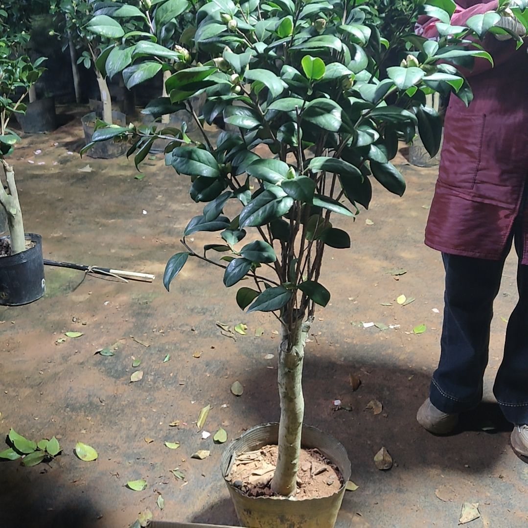 全部花苞福*雪中红不包邮