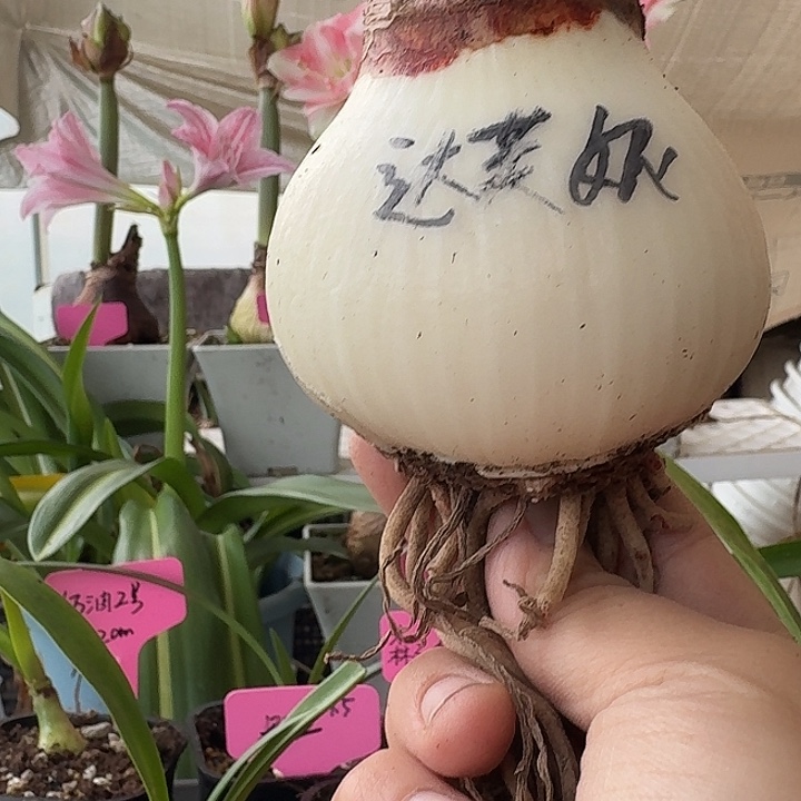 无花朵达芙妮朱顶红直径7cm