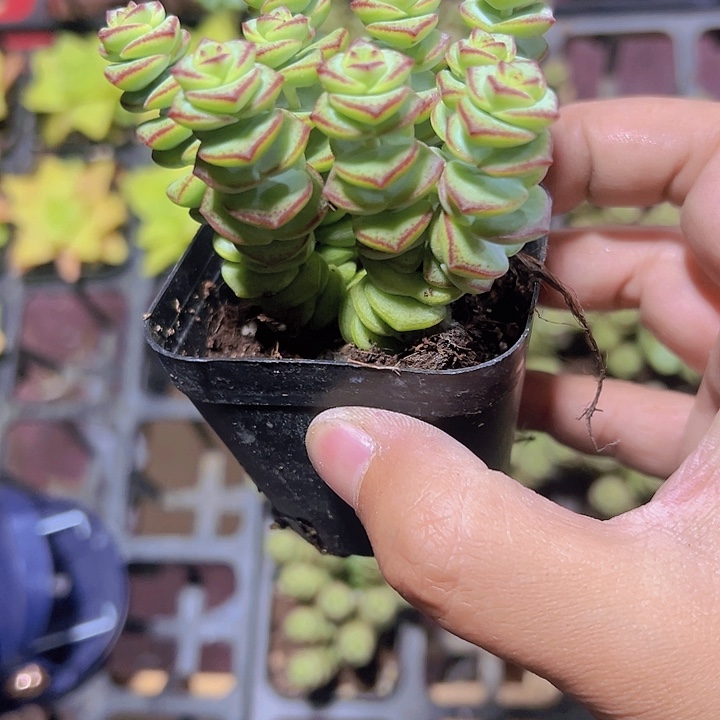 钱串子精品多肉植物