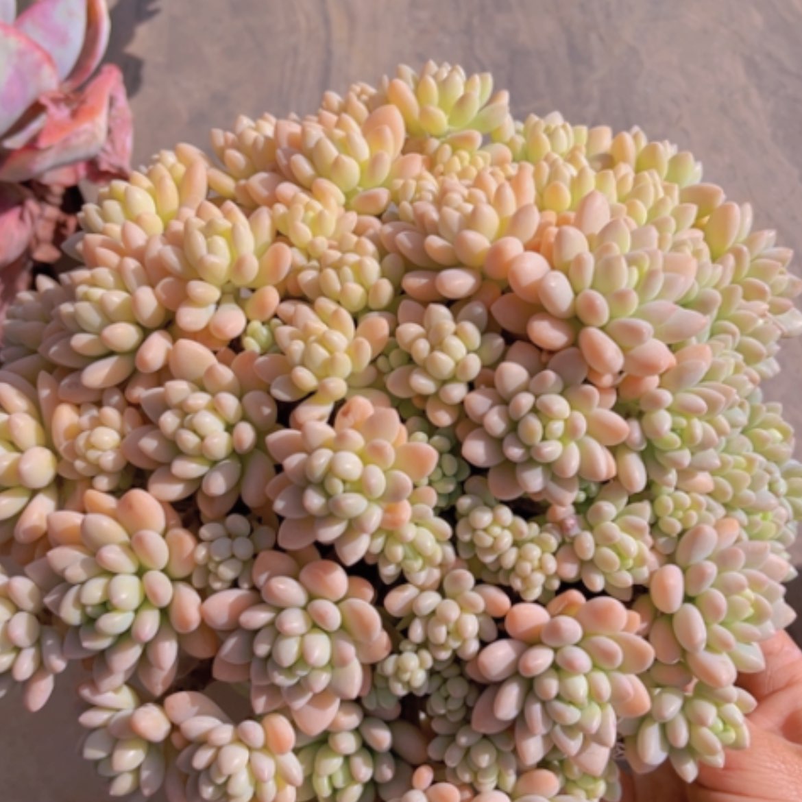 【闪购商品】洛可可02185