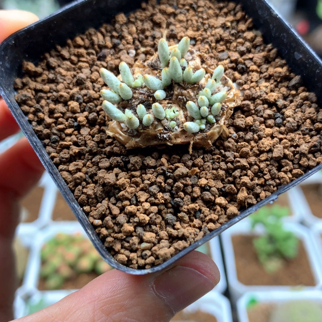 红花韧锦带盆2.5cm