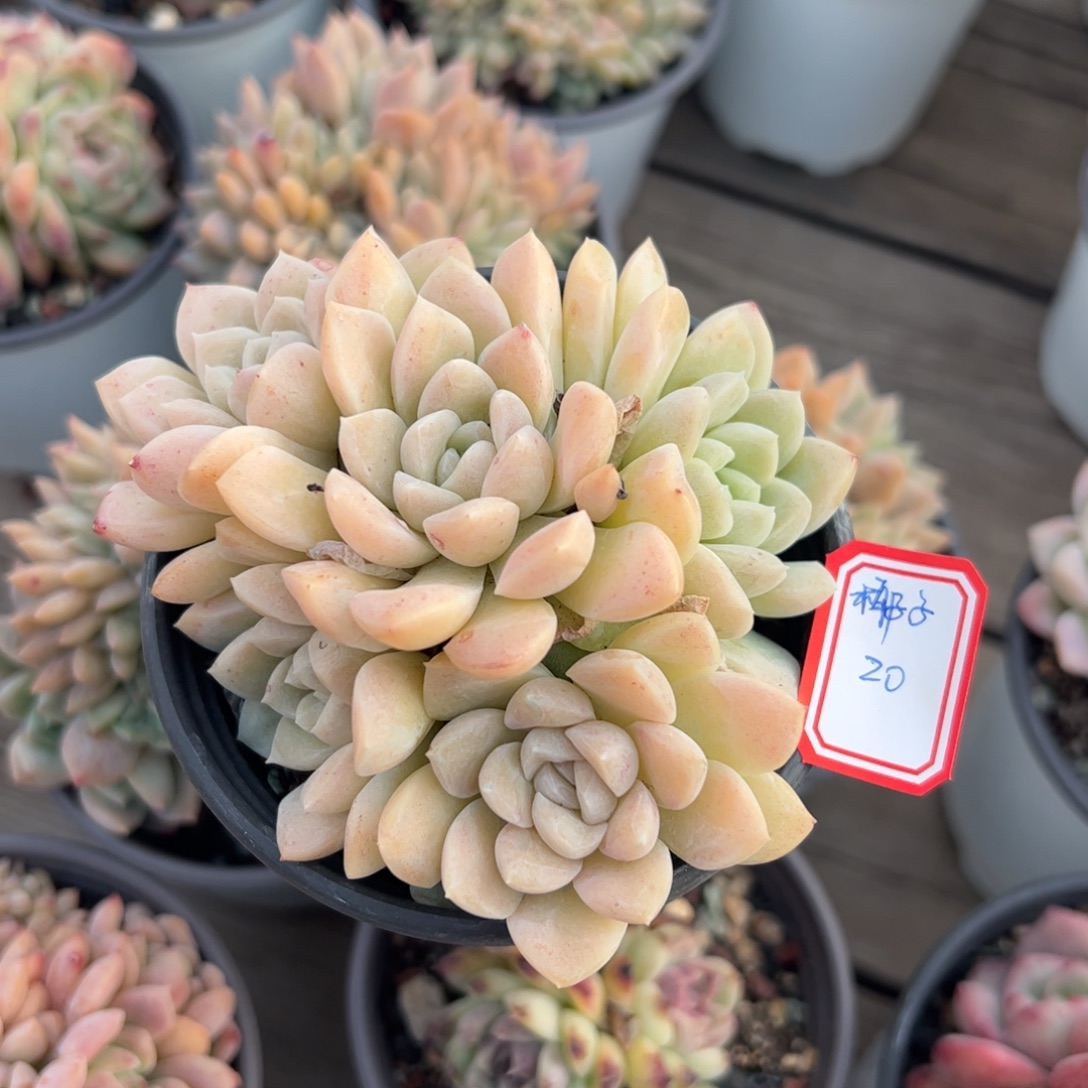 多肉植物多肉植物