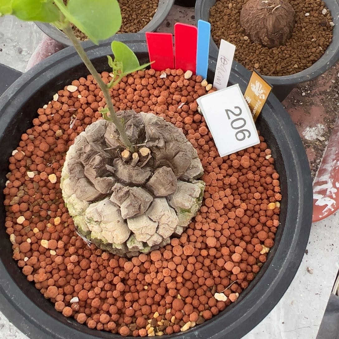 多肉植物专拍植物不退换 一物一拍 南非龟甲龙206