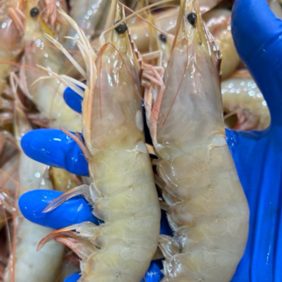 （孙娟海鲜1）青岛海捕特价残虾 一斤7-8头左右 掉头易黑介意勿拍