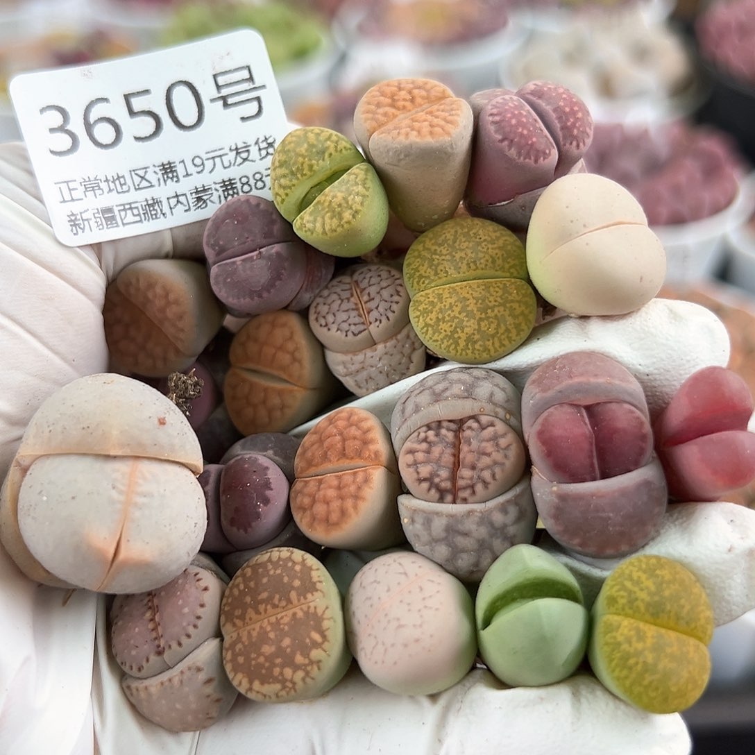 好养易活生石花大母本3650共21个1-2cm