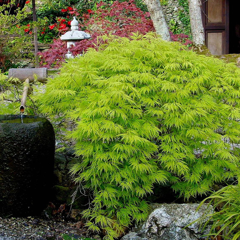 【直播间专拍】多品种花园植物