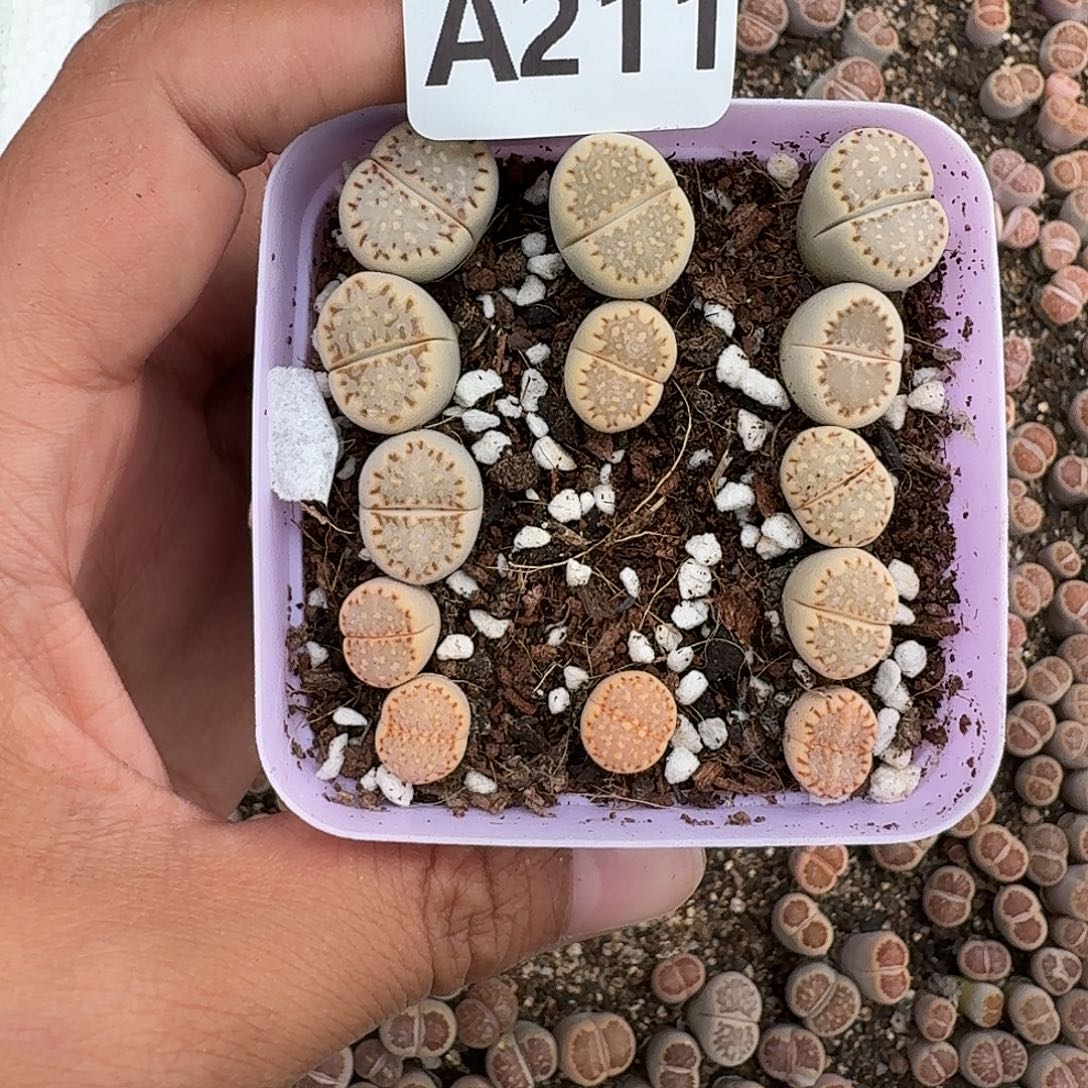 211多肉植物多肉植物