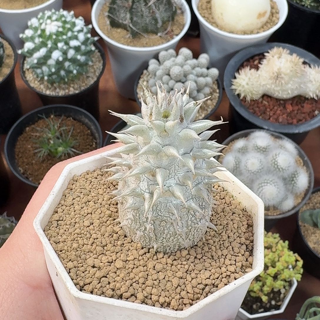 惠比大黑仙人球1234