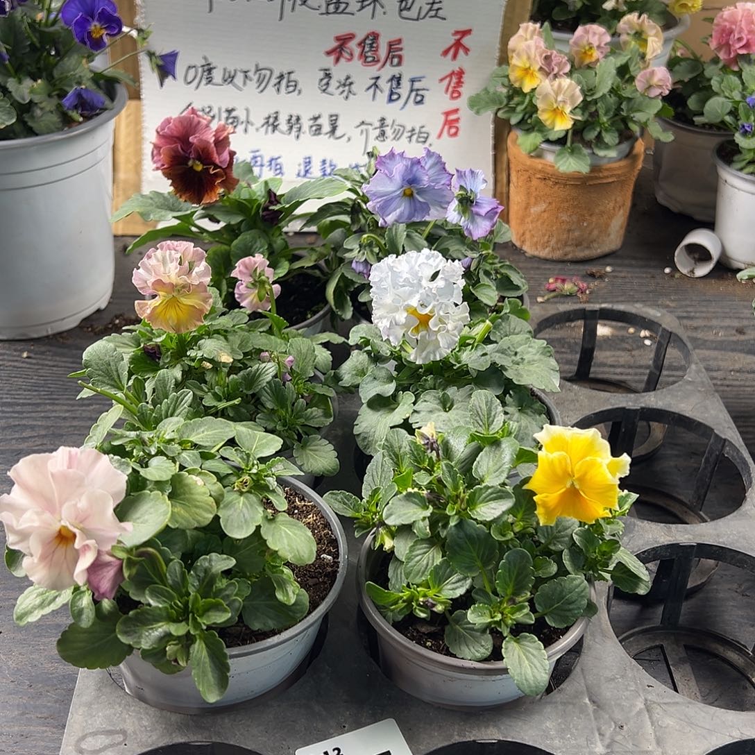 大部分花苞少量开放353号