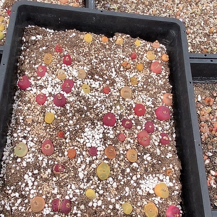 11571一筐彩蟠桃           