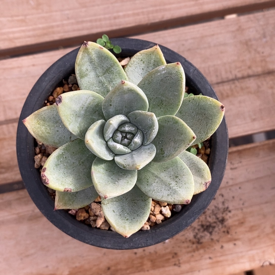 厚叶大玫瑰叶寄养，渔南归