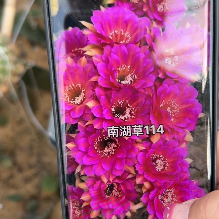 54彩草114斑歪无根侧芽4公分左右20