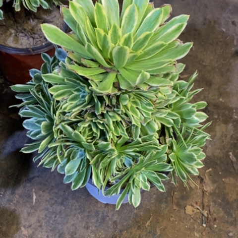 碧浪多肉植物5273