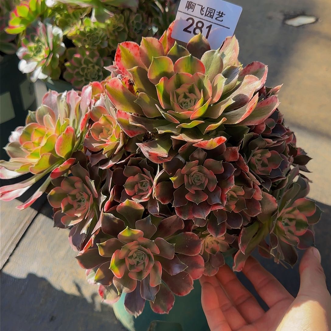 281多肉 香妃捧花法师