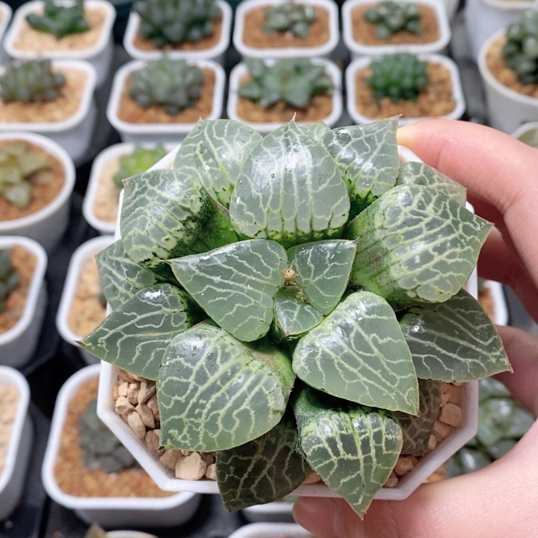 丸叶水晶康平母本