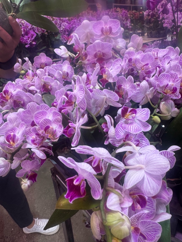 粉小蝶蝴蝶兰，单颗