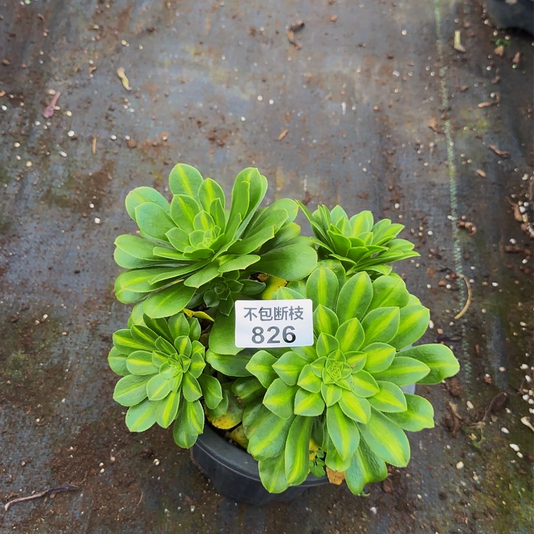 826多肉法师锦1111