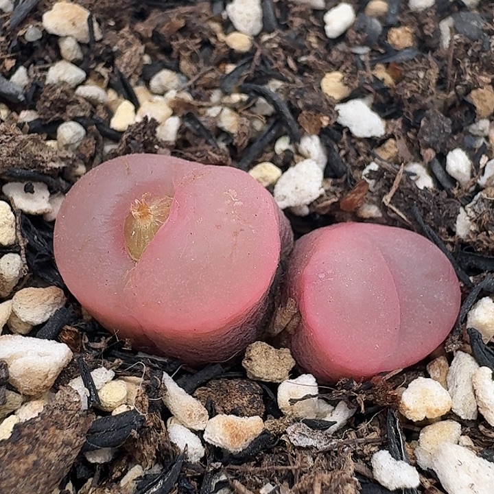 老马生石花双头吕红928