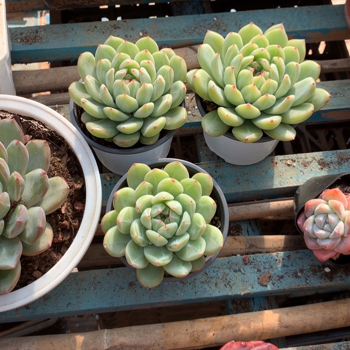 雪花珍妮多肉植物两单包邮