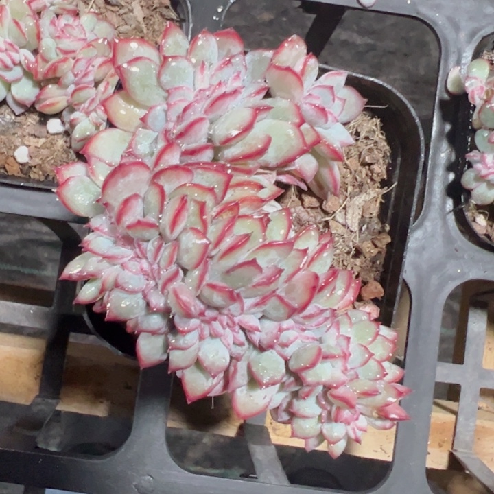 白拉糖缀化多肉植物大战僵尸