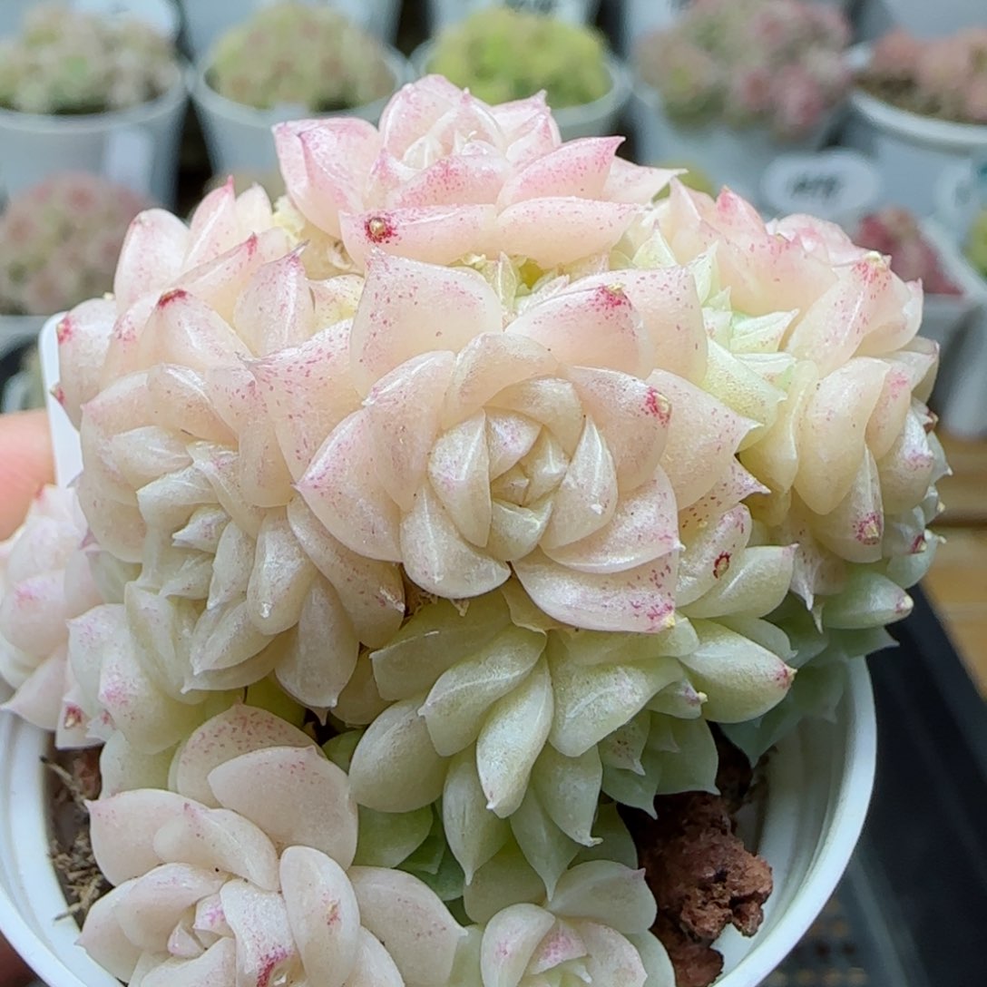 【闪购商品】0226-212珠光麦杆