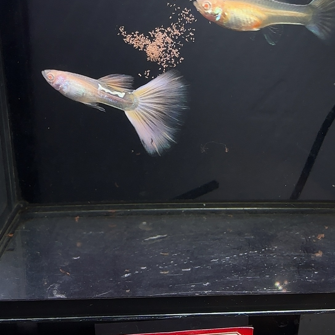 孔雀鱼樱花粉狮一对
