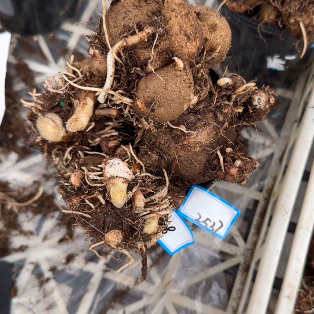 漫***长完全开放08盲盒种球