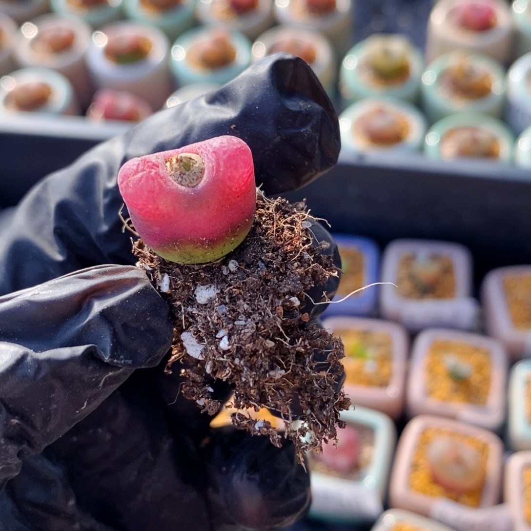 3771--一物一拍 福利