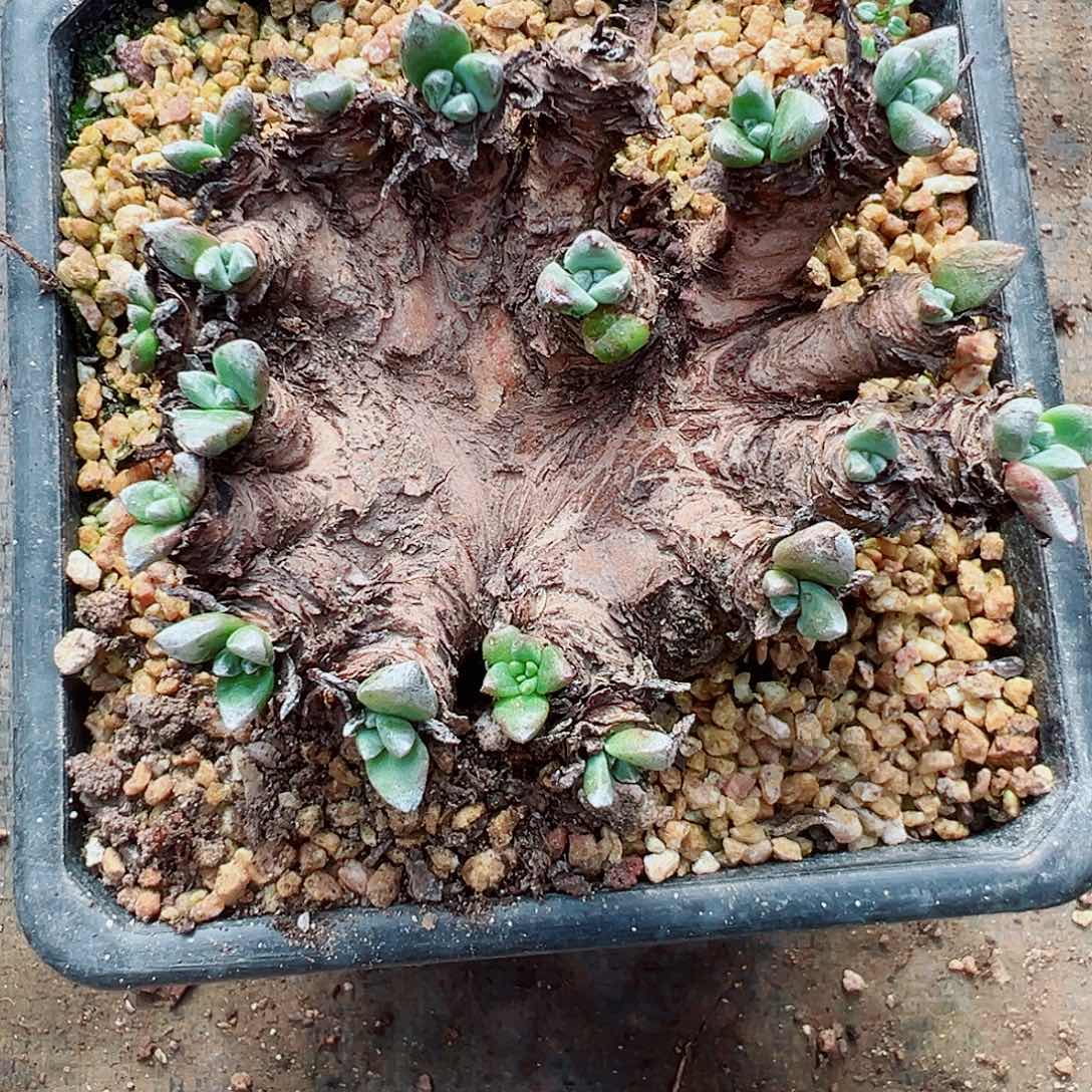 W***y8976瑕疵福利绿体杂交