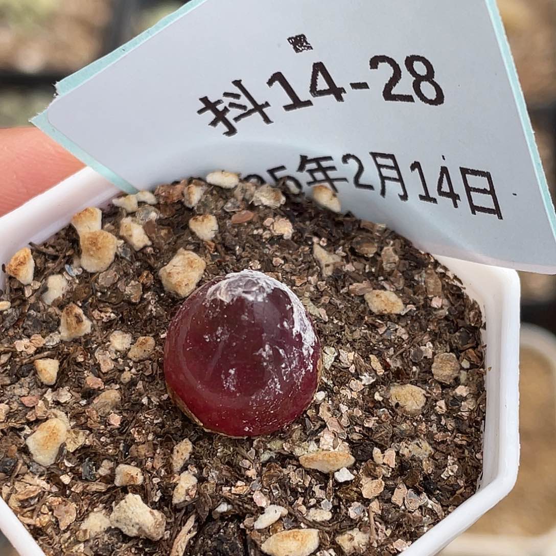 14-28灯泡多肉植物