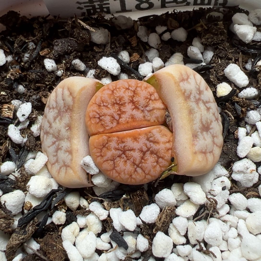 【闪购商品】414……