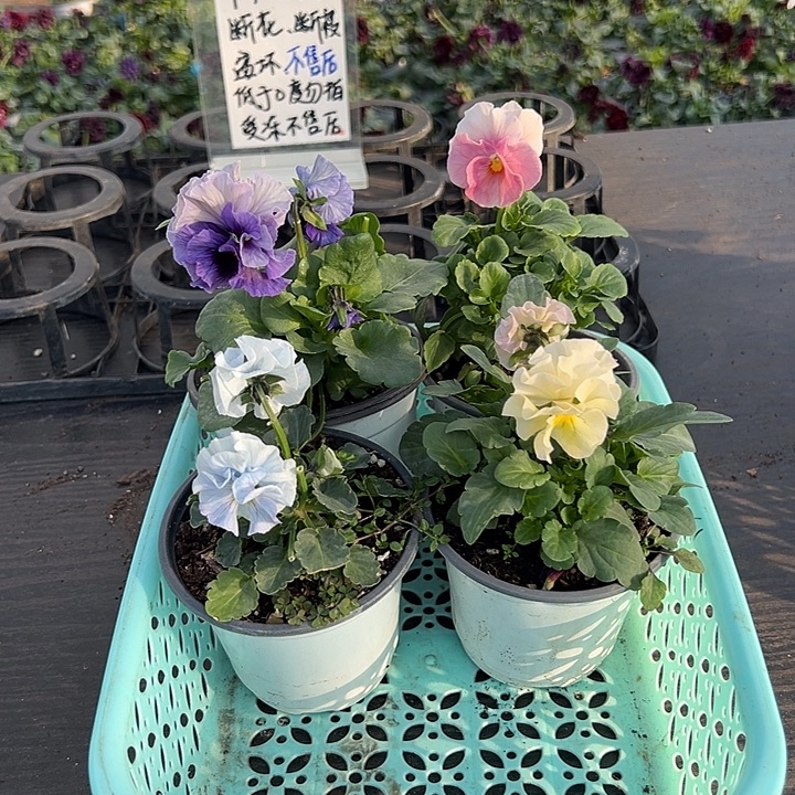 少量花朵（建议范围：2朵-5朵 或40%以下）114号