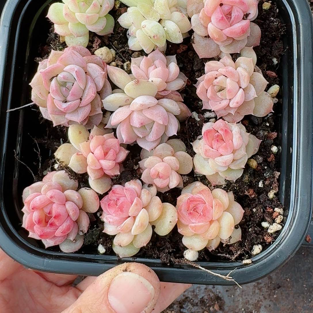 杂交新品珍妮多肉267