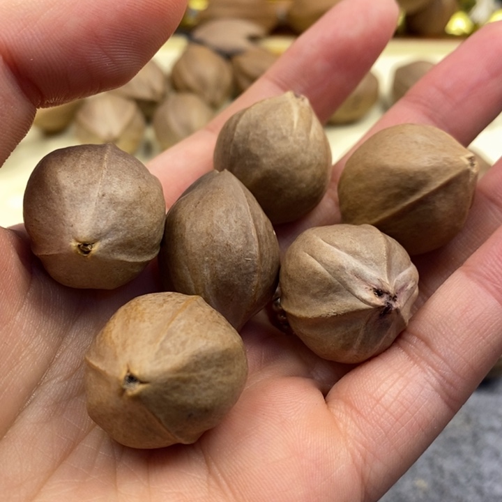 橄榄核手串/手链人***客手串22-27