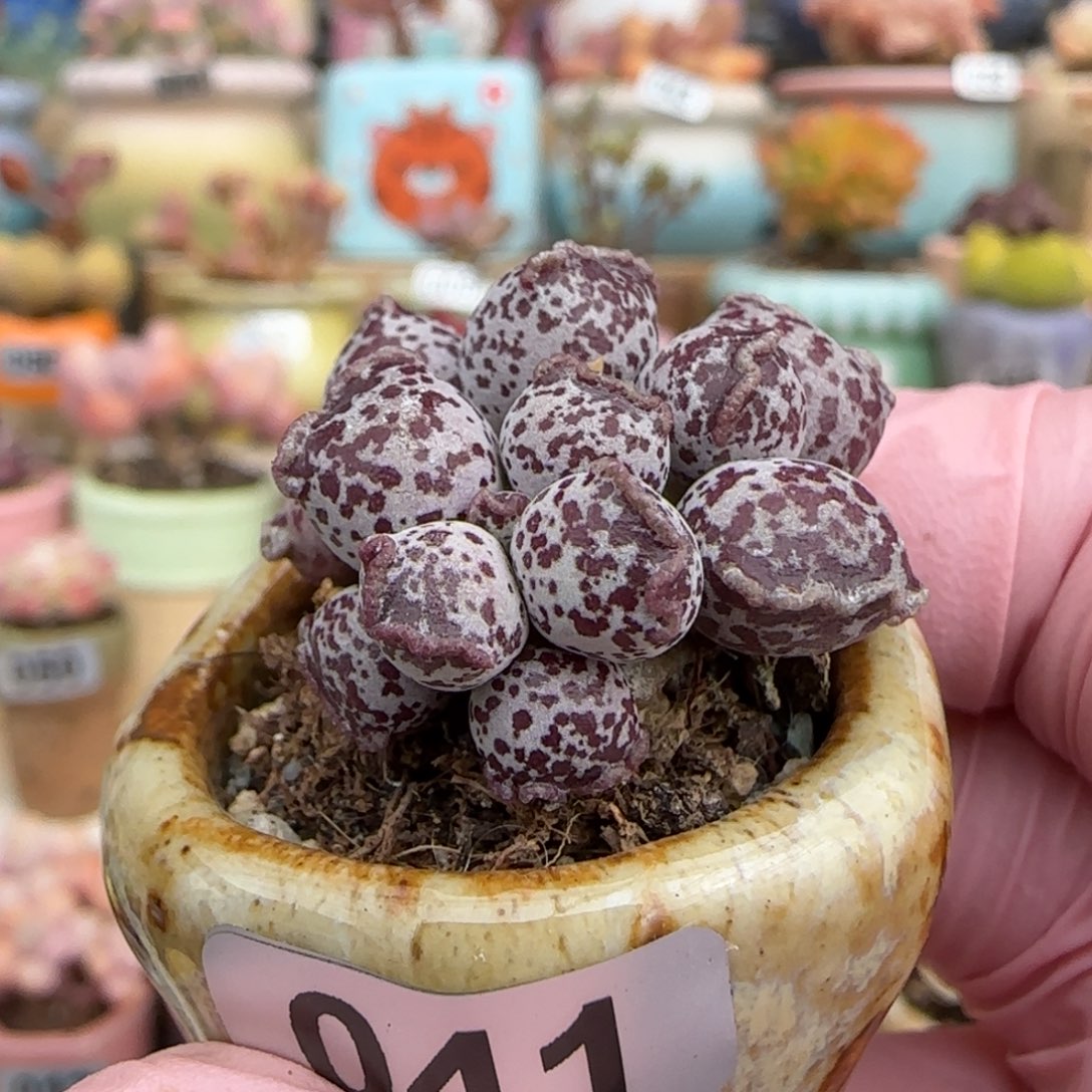 优选 可爱芝麻海豹7