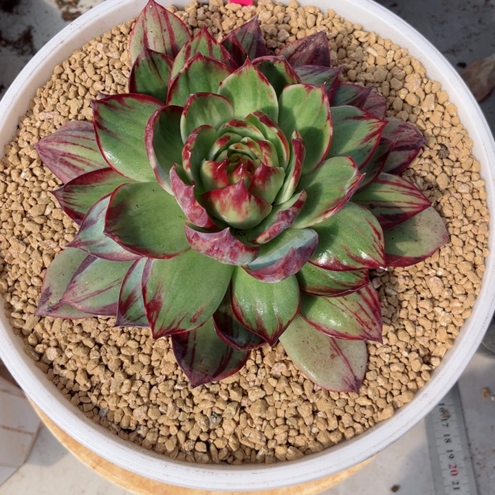 柠***千惊鸿仙子多肉植物A212