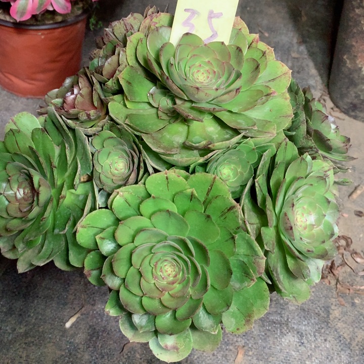 35万拉丝多肉一物一拍