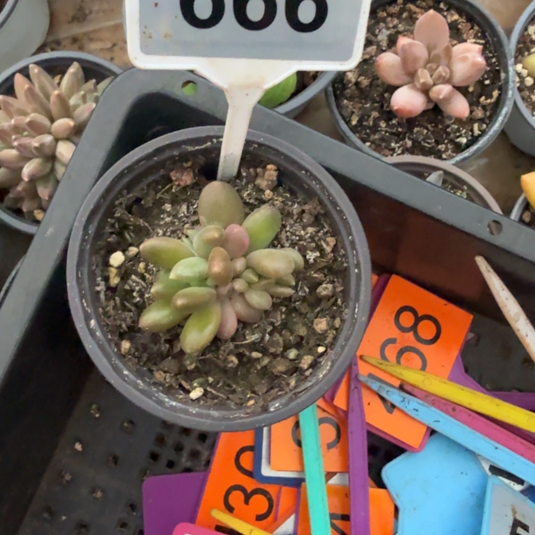 小***儿多肉植物x8美人666