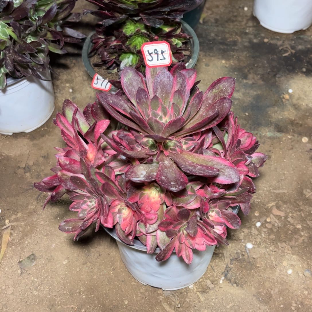 595多肉植物黑魔锦