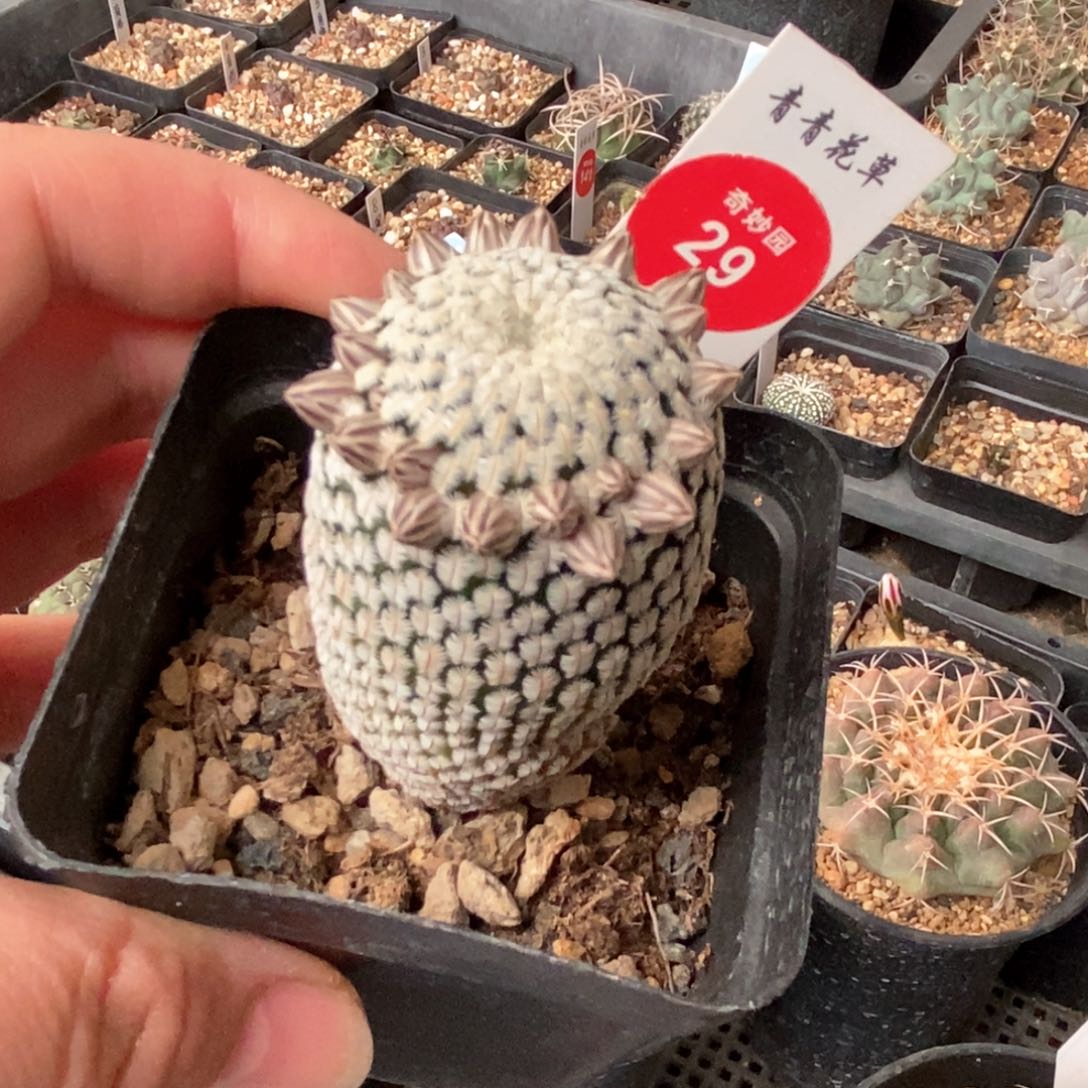 实生白斜子一棵3.4cm