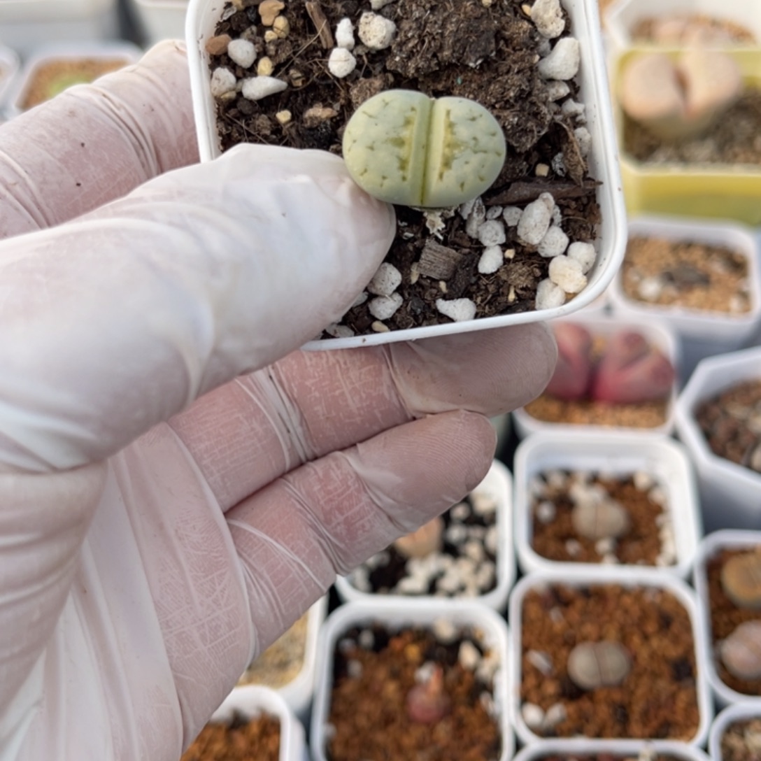 多肉植物一物一拍6