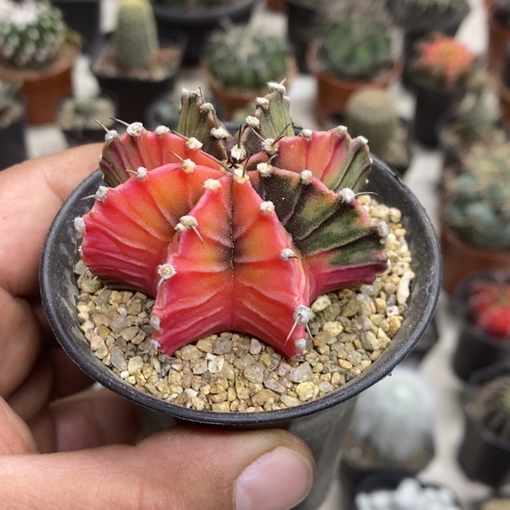 实生肋骨锦特价福利2